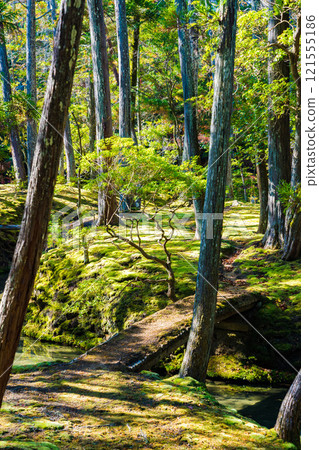 Autumn foliage in the Japanese garden at Saihoji Temple, a moss temple in Kyoto 121555186