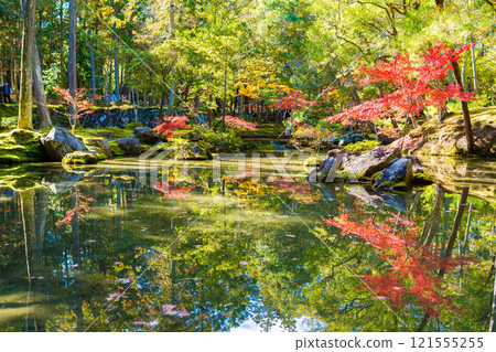Autumn foliage in the Japanese garden at Saihoji Temple, a moss temple in Kyoto 121555255
