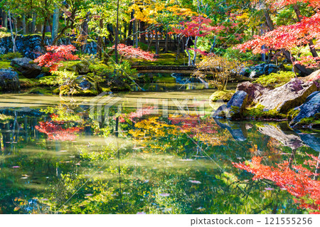 Autumn foliage in the Japanese garden at Saihoji Temple, a moss temple in Kyoto Autumn foliage in the Japanese garden at Saihoji Temple, a moss temple in Kyoto 121555256