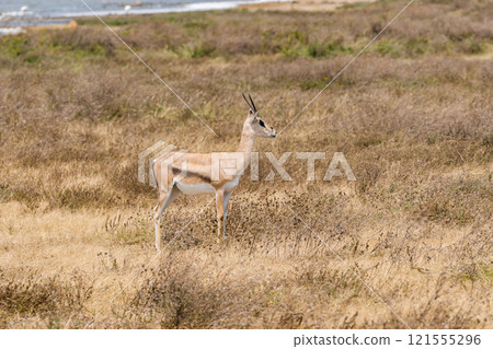 Impala in Ngorongoro Conservation Area, Tanzania 121555296