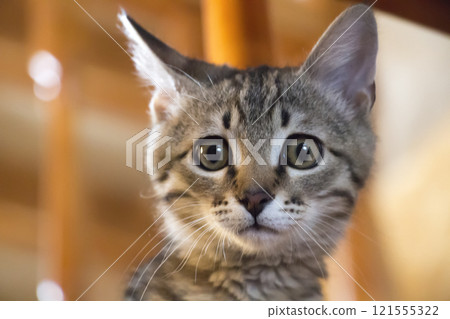 A little naughty kitten A little naughty kitten 121555322