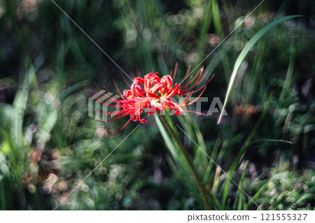 A cluster amaryllis of Saijirienji 121555327