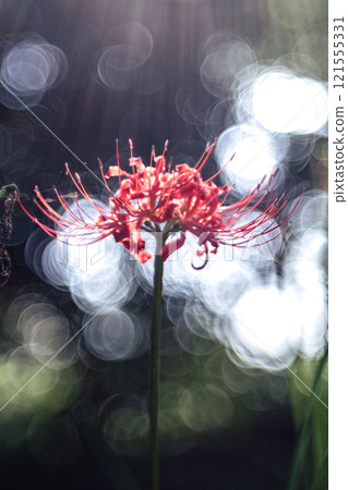 A cluster amaryllis of Saijirienji A cluster amaryllis of Saijirienji 121555331