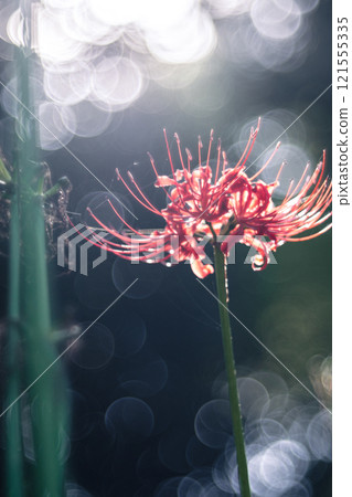 Saijirienji的群集孤挺花 121555335