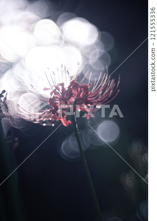 A cluster amaryllis of Saijirienji 121555336