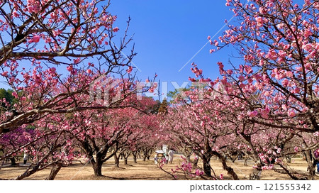 A plum grove shining against the blue sky (Aoi Plum Grove in Minami Park/Okazaki City, Aichi Prefecture) 121555342