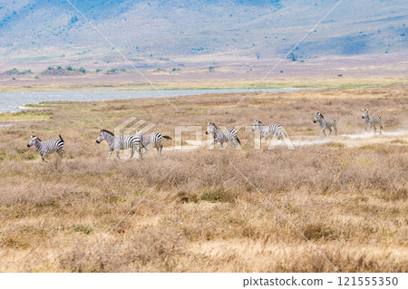 Zebras in the Ngorongoro Conservation Area, Tanzania 121555350
