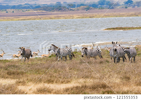 Zebras in the Ngorongoro Conservation Area, Tanzania 121555353