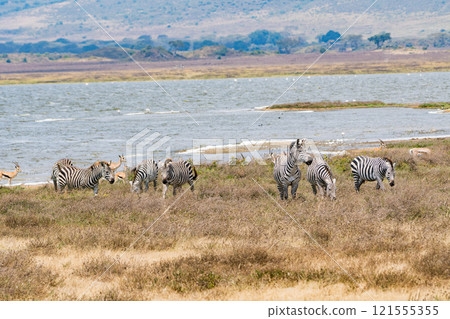 Zebras in the Ngorongoro Conservation Area, Tanzania 121555355