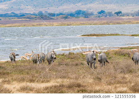 Zebras in the Ngorongoro Conservation Area, Tanzania Zebras in the Ngorongoro Conservation Area, Tanzania 121555356