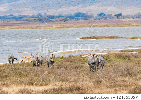 Zebras in the Ngorongoro Conservation Area, Tanzania Zebras in the Ngorongoro Conservation Area, Tanzania 121555357