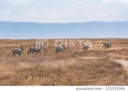 Zebras in the Ngorongoro Conservation Area, Tanzania 121555364