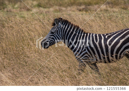 Zebras in the Ngorongoro Conservation Area, Tanzania 121555366