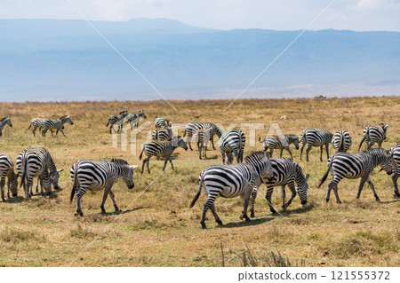 Zebras in the Ngorongoro Conservation Area, Tanzania Zebras in the Ngorongoro Conservation Area, Tanzania 121555372