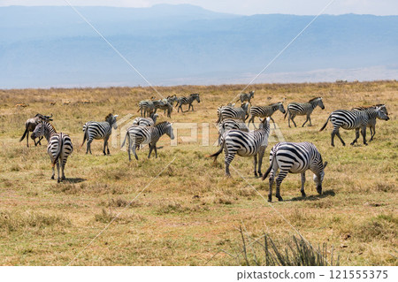 Zebras in the Ngorongoro Conservation Area, Tanzania Zebras in the Ngorongoro Conservation Area, Tanzania 121555375