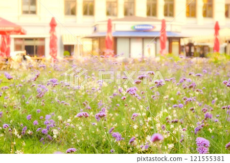 紫色 statice 花 裡加 拉脫維亞 紫色 statice 花 裡加 拉脫維亞 121555381