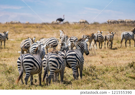 Zebras in the Ngorongoro Conservation Area, Tanzania Zebras in the Ngorongoro Conservation Area, Tanzania 121555390
