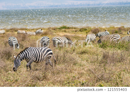 Zebras in the Ngorongoro Conservation Area, Tanzania 121555403