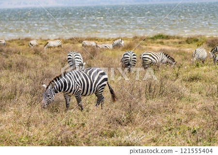 Zebras in the Ngorongoro Conservation Area, Tanzania 121555404