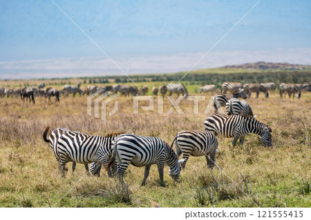 Zebras in the Ngorongoro Conservation Area, Tanzania Zebras in the Ngorongoro Conservation Area, Tanzania 121555415