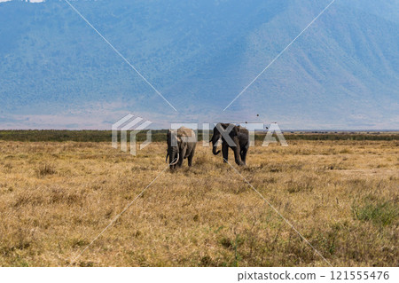 African elephants in the Ngorongoro Conservation Area, Tanzania African elephants in the Ngorongoro Conservation Area, Tanzania 121555476
