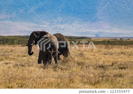 African elephants in the Ngorongoro Conservation Area, Tanzania African elephants in the Ngorongoro Conservation Area, Tanzania 121555477