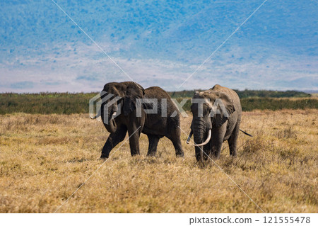 African elephants in the Ngorongoro Conservation Area, Tanzania African elephants in the Ngorongoro Conservation Area, Tanzania 121555478