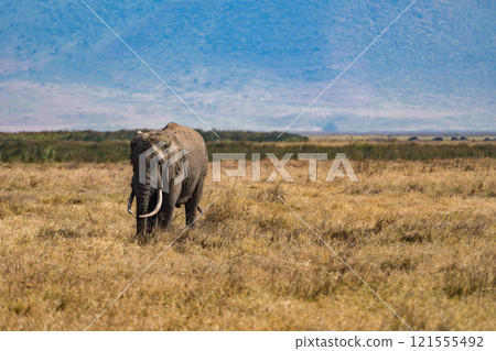 African elephants in the Ngorongoro Conservation Area, Tanzania 121555492