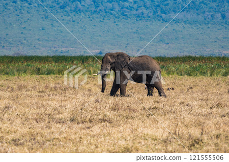 African elephants in the Ngorongoro Conservation Area, Tanzania African elephants in the Ngorongoro Conservation Area, Tanzania 121555506