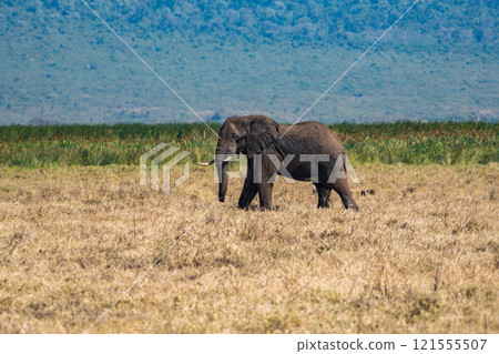 坦尚尼亞恩戈羅恩戈羅保護區的非洲象 121555507
