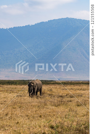坦尚尼亞恩戈羅恩戈羅保護區的非洲象 121555508
