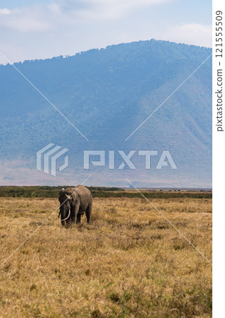African elephants in the Ngorongoro Conservation Area, Tanzania 121555509