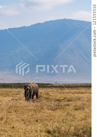 African elephants in the Ngorongoro Conservation Area, Tanzania 121555510