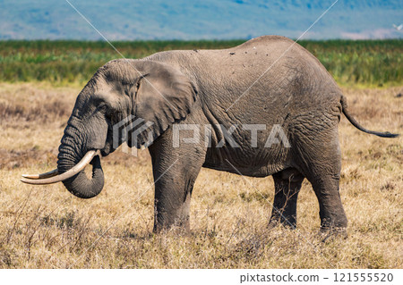 坦尚尼亞恩戈羅恩戈羅保護區的非洲象 121555520