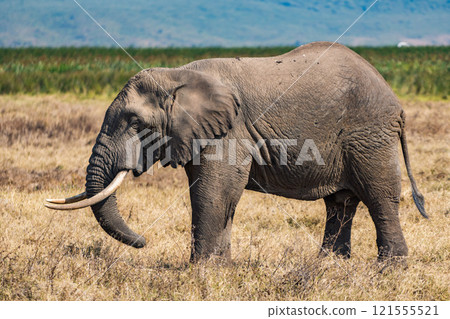 坦尚尼亞恩戈羅恩戈羅保護區的非洲象 121555521