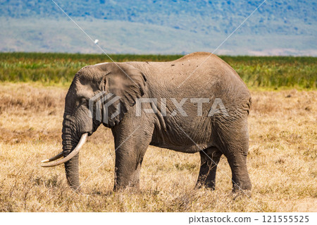 African elephants in the Ngorongoro Conservation Area, Tanzania 121555525