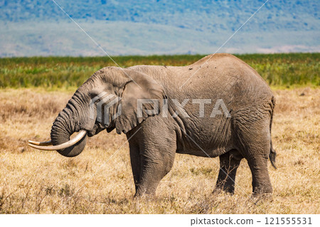 African elephants in the Ngorongoro Conservation Area, Tanzania 121555531