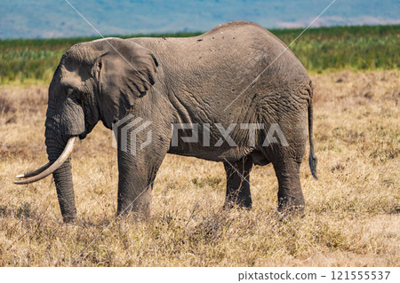 African elephants in the Ngorongoro Conservation Area, Tanzania African elephants in the Ngorongoro Conservation Area, Tanzania 121555537