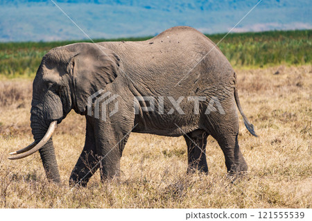 African elephants in the Ngorongoro Conservation Area, Tanzania 121555539