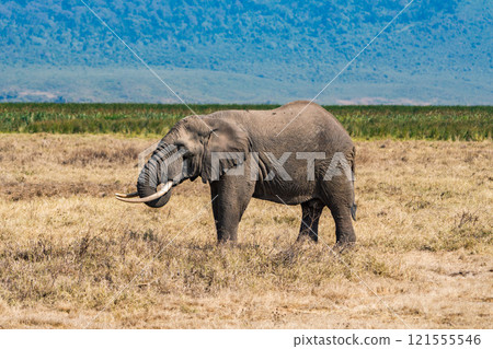 African elephants in the Ngorongoro Conservation Area, Tanzania 121555546