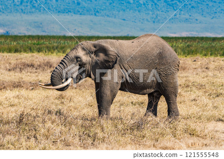 African elephants in the Ngorongoro Conservation Area, Tanzania 121555548