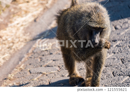 坦尚尼亞恩戈羅恩戈羅保護區的橄欖狒狒 121555621