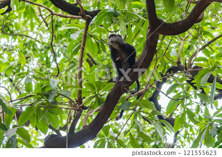 坦尚尼亞恩戈羅恩戈羅保護區的橄欖狒狒 121555623