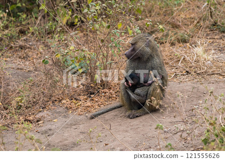 Olive baboon in Ngorongoro Conservation Area, Tanzania Olive baboon in Ngorongoro Conservation Area, Tanzania 121555626