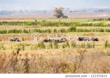 坦尚尼亞恩戈羅恩戈羅保護區的角馬 121555631