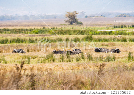 Wildebeest in the Ngorongoro Conservation Area in Tanzania 121555632