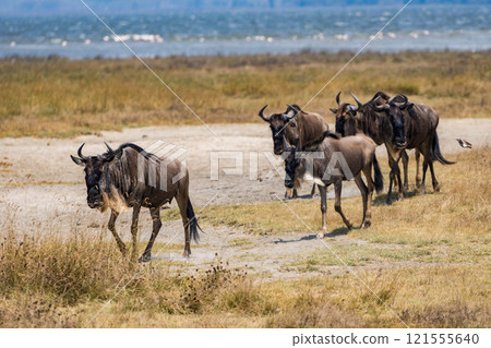 Wildebeest in the Ngorongoro Conservation Area in Tanzania 121555640