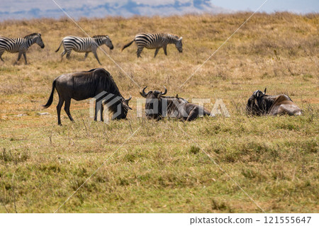 Wildebeest in the Ngorongoro Conservation Area in Tanzania 121555647