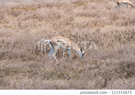 坦尚尼亞恩戈羅恩戈羅保護區的黑斑羚 121555673
