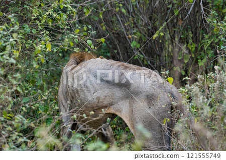 Lions in Lake Manyara National Park, Tanzania Lions in Lake Manyara National Park, Tanzania 121555749